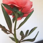 papierowa piwonia koralowa recznie wykonana
