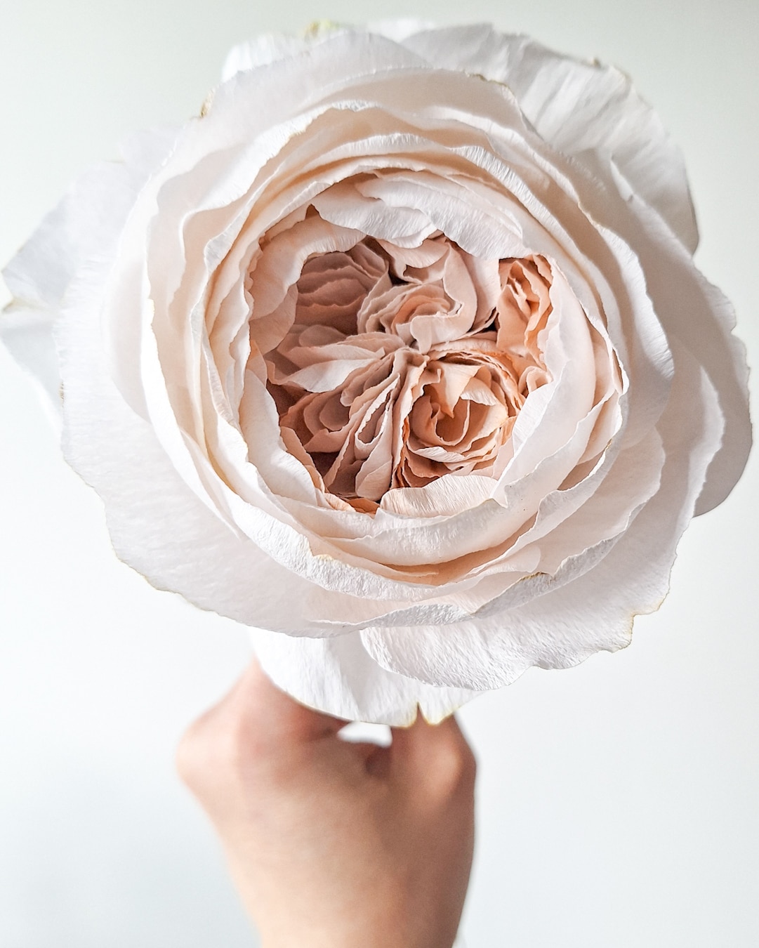 papierowa roza z biszkoptowym srodkiem