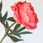 peonia koralowa z krepiny realistyczna