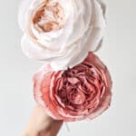 realistyczne papierowe roze ogrodowe