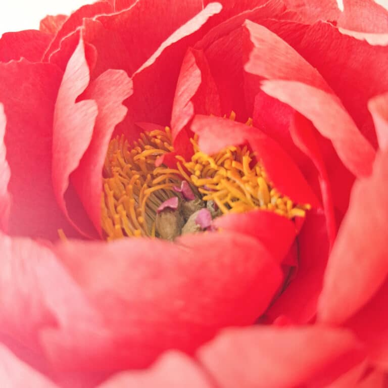 srodek piwonii koralowej z papieru